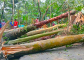 kuakatacyclonedana | Spostobadi ঘূর্ণিঝড়ে গাছপালা ও ঘরবাড়ি ক্ষতিগ্রস্ত