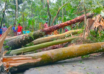 kuakatacyclonedana | Spostobadi ঘূর্ণিঝড়ে গাছপালা ও ঘরবাড়ি ক্ষতিগ্রস্ত
