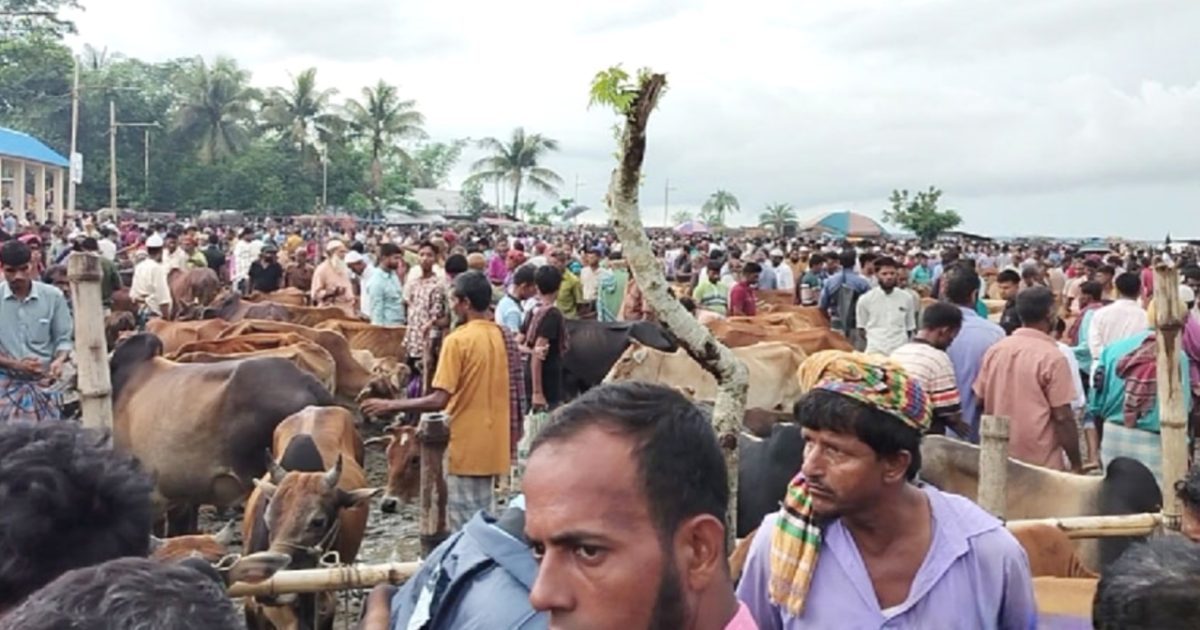High Supply of Sacrificial Animals in Amtali | Spostobadi High Supply of Sacrificial Animals in Amtali Traders Angry Over Extortion