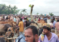 High Supply of Sacrificial Animals in Amtali | Spostobadi High Supply of Sacrificial Animals in Amtali Traders Angry Over Extortion