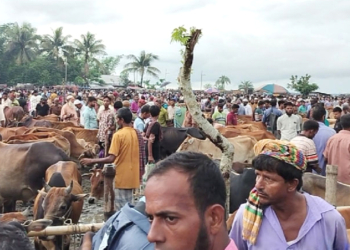High Supply of Sacrificial Animals in Amtali | Spostobadi High Supply of Sacrificial Animals in Amtali Traders Angry Over Extortion